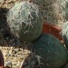 Tephrocactus_alexanderi_6